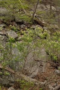 Photo By: Kyle J. Webster. Photo taken: Orange County, NY on 2023-04-26